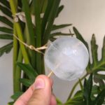 Stampo sfere di ghiaccio in silicone Blusmart